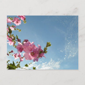 Trädmalva blommar & sommarhimlen vykort