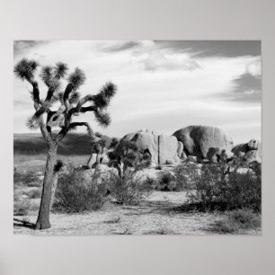 Trädnationalpark för B&W Joshua Poster