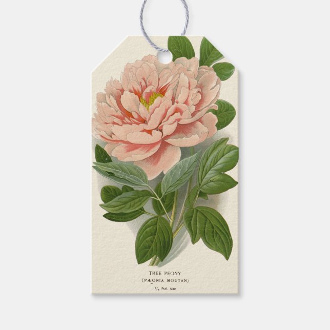 Trädpeony – Elegant Vintage Botanisk Design Presentetikett (Framsidan)