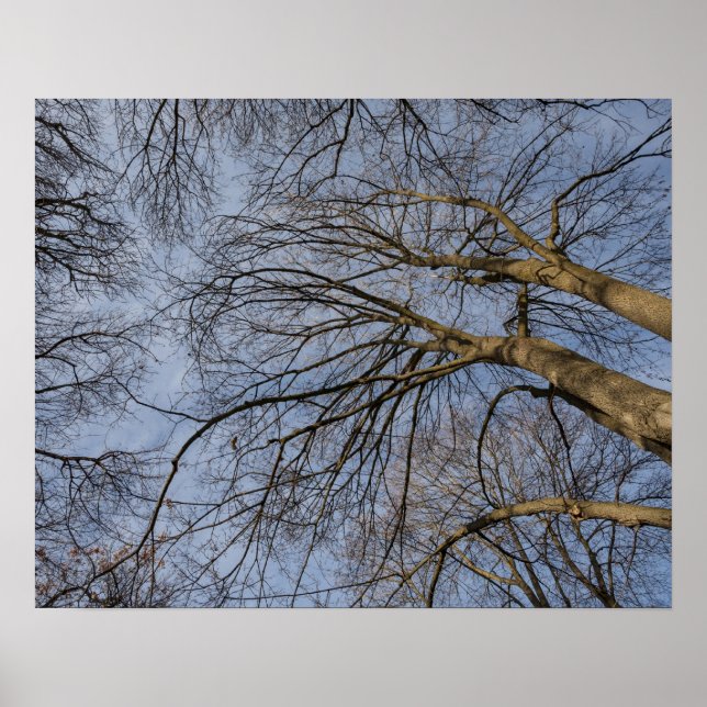 Trädstamdesign/mönster. Pioineer Park, WA Poster (Framsidan)