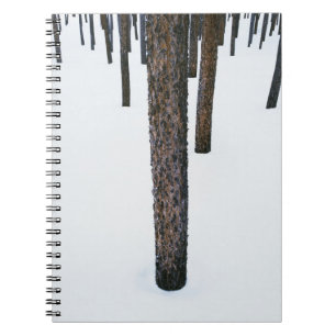 Trädstammar i snö anteckningsbok med spiral