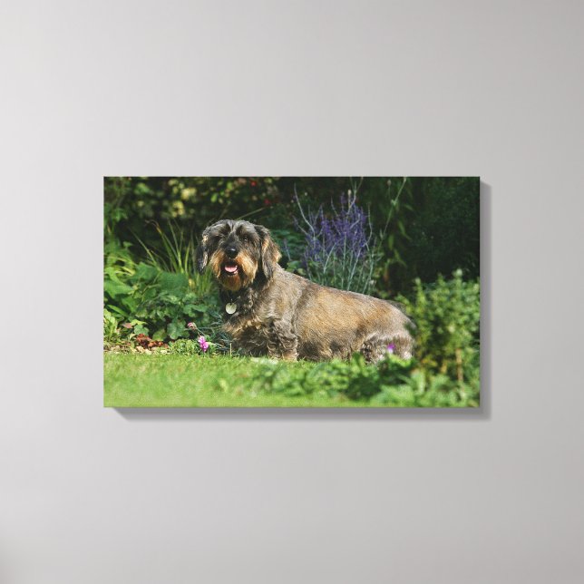 Trådstyrd Standard Dachshund Sitta Canvastryck (Framsida)