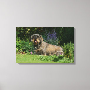 Trådstyrd Standard Dachshund Sitta Canvastryck