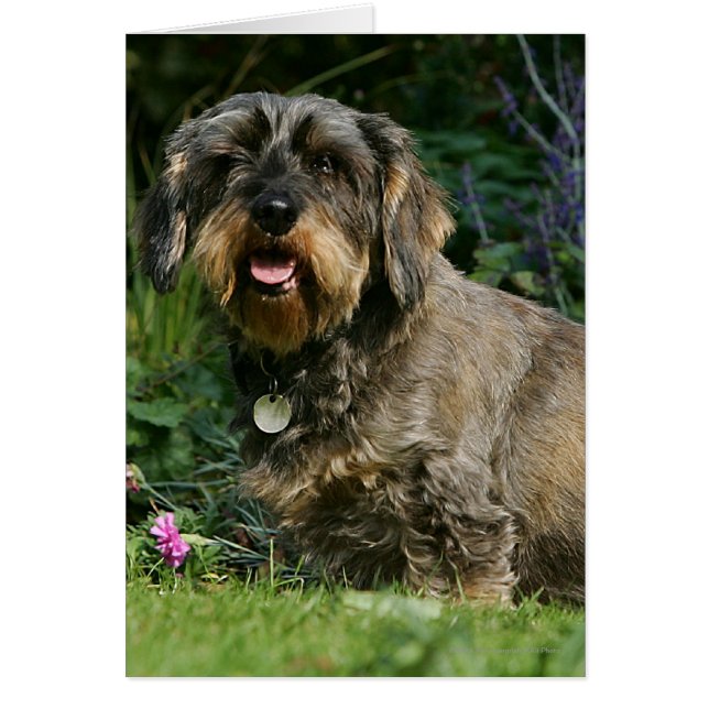 Trådstyrd Standard Dachshund Sitta Hälsningskort (Framsidan)