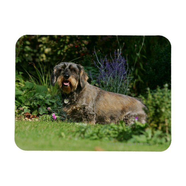 Trådstyrd Standard Dachshund Sitta Magnet (Horisontell)