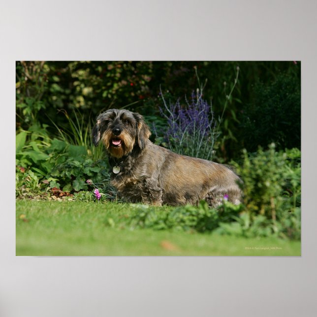 Trådstyrd Standard Dachshund Sitta Poster (Framsidan)