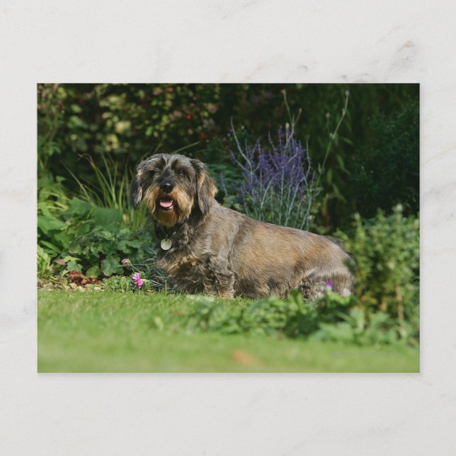 Trådstyrd Standard Dachshund Sitta Vykort (Framsida)