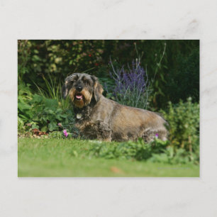 Trådstyrd Standard Dachshund Sitta Vykort