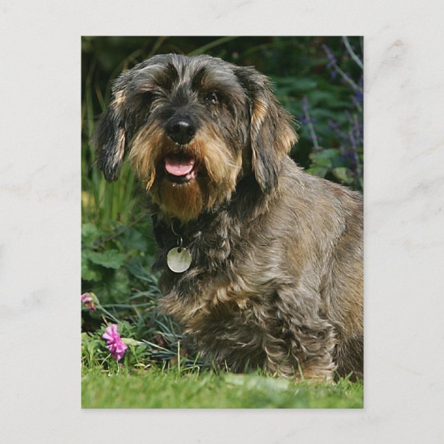 Trådstyrd Standard Dachshund Sitta Vykort (Framsida)