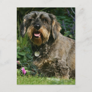 Trådstyrd Standard Dachshund Sitta Vykort