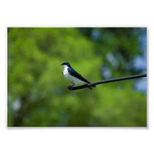 Trädsvala Fototryck