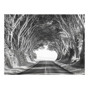 TrädTunnel Kauai Fotografi Svart och Vitt