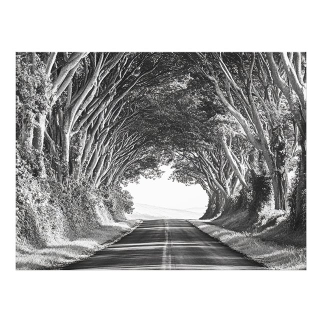 TrädTunnel Kauai Fotografi Svart och Vitt (Framsidan)