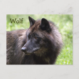 Trädvarg Grå varg Vilda djur Postkort Vykort