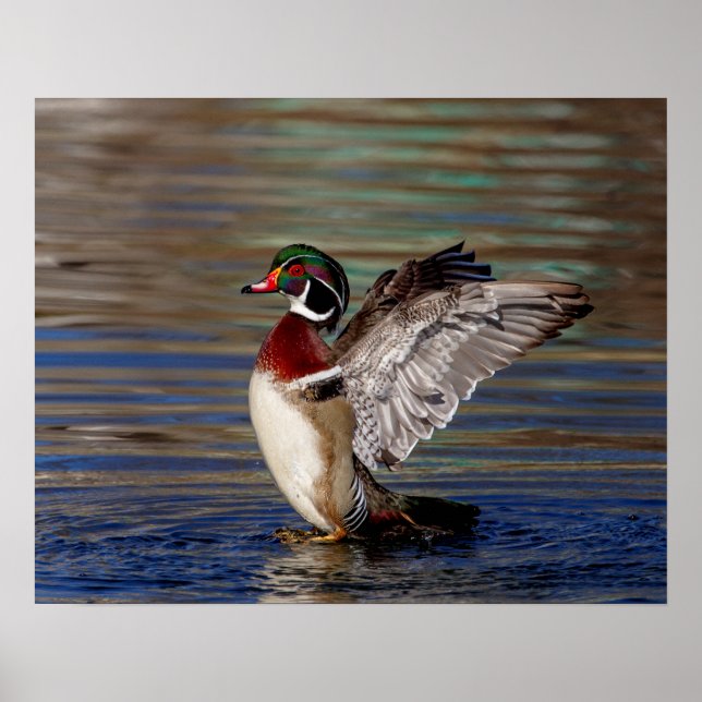 Träet Anka 20 x 16 Poster (Framsidan)