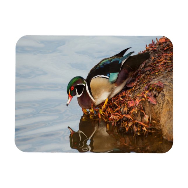 Träet anka vid kusten magnet (Horisontell)