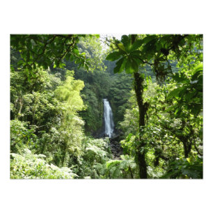 Trafalgar Falls Tropical Rainforest Photogratograp Fototryck