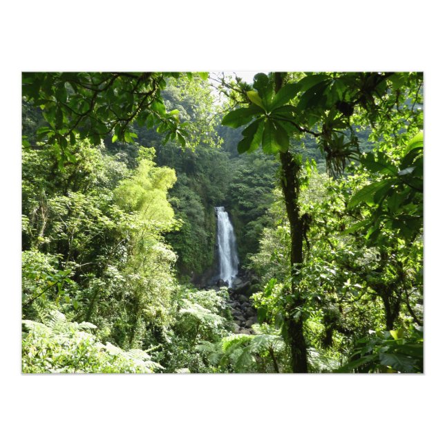 Trafalgar Falls Tropical Rainforest Photogratograp Fototryck (Framsidan)