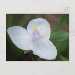 Trafallantia Andersoniana "Osprey" Flower Vykort