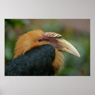Träffa Male Blyth's Hornbill Poster