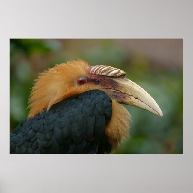 Träffa Male Blyth's Hornbill Poster (Framsidan)