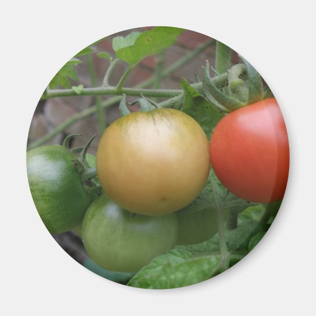 Traffic Light Tomates Magnet (Framsidan)
