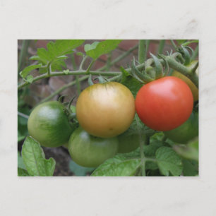 Traffic Light Tomates Postcard Vykort
