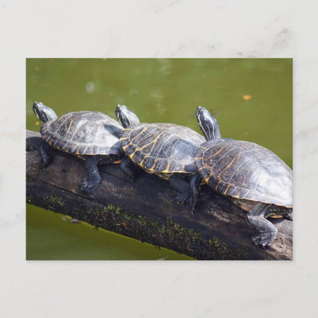 Trafik sylt vykort (Framsida)