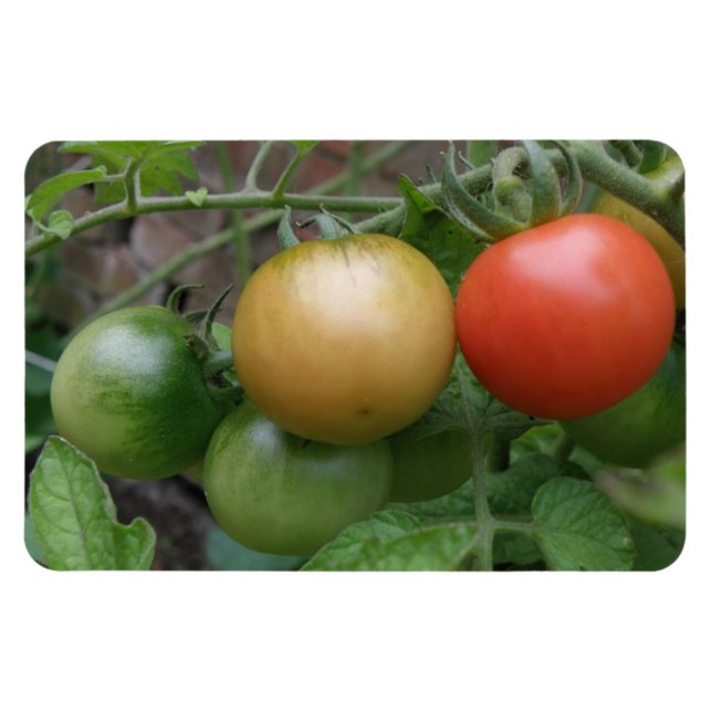 Traflight Tomates Premium Magnet (Horisontell)
