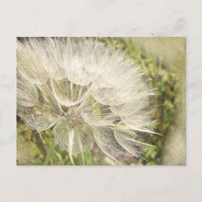 Tragopogon dubius - Gult Goats Beard Vykort (Framsida)