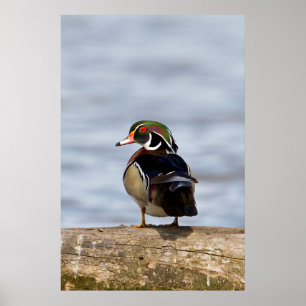 Trähandjur i Anka vid inloggning i våtland Poster