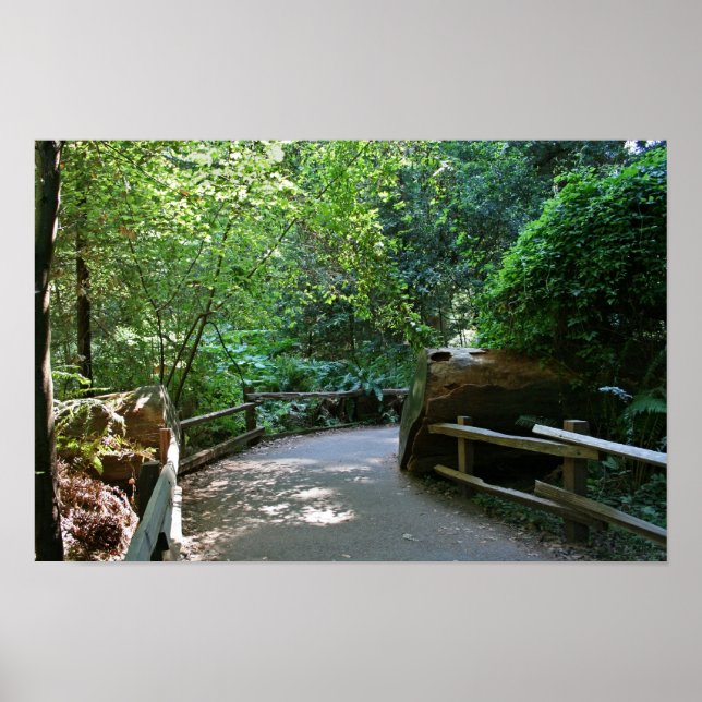 "Trail Break", Muir Skogen Poster (Framsidan)