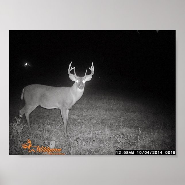 Trail Camera Buck Poster (Framsidan)