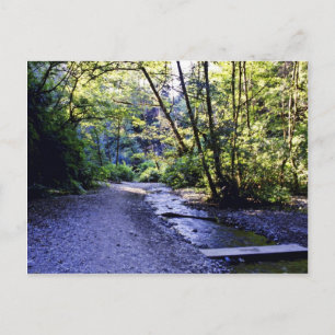 Trail Into Fern Canyon, Prairie Bäck - Redwood S Vykort