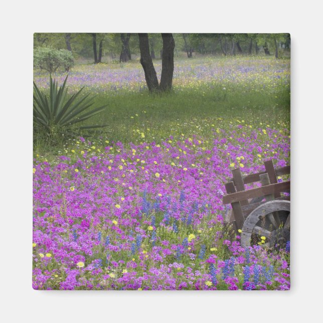 Träkärra i fält av Phlox, blå bonnetter med Magnet (Framsidan)