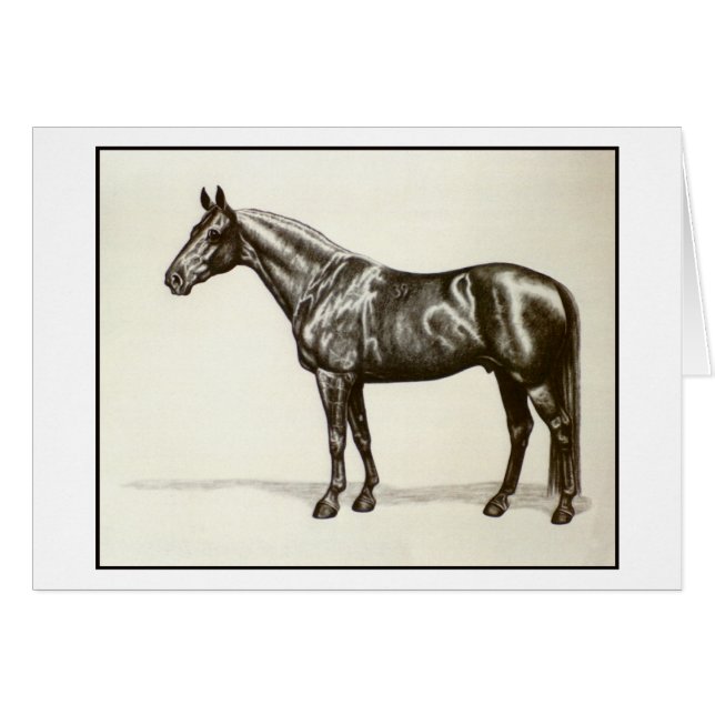 Trakehner hingst hälsningskort (Framsidan Horizontal)