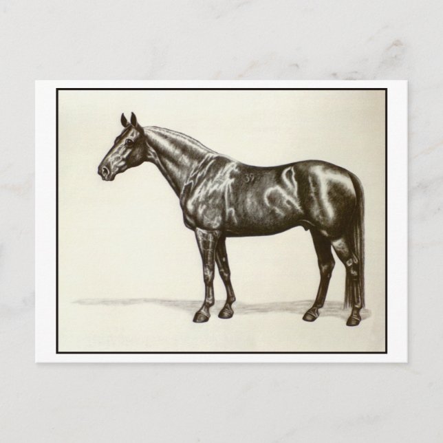 Trakehner Stallion Vykort (Framsida)
