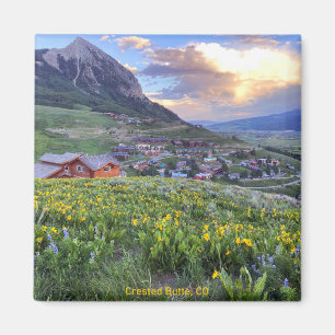 Träknut, CO-foto Magnet