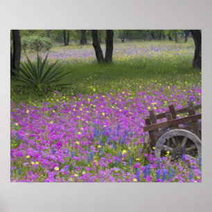 Träkonst i fält av Phlox, blå Bonneter med Poster