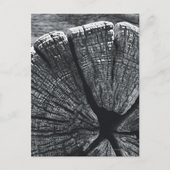 Träkornsdetaljer Vykort (Framsida)