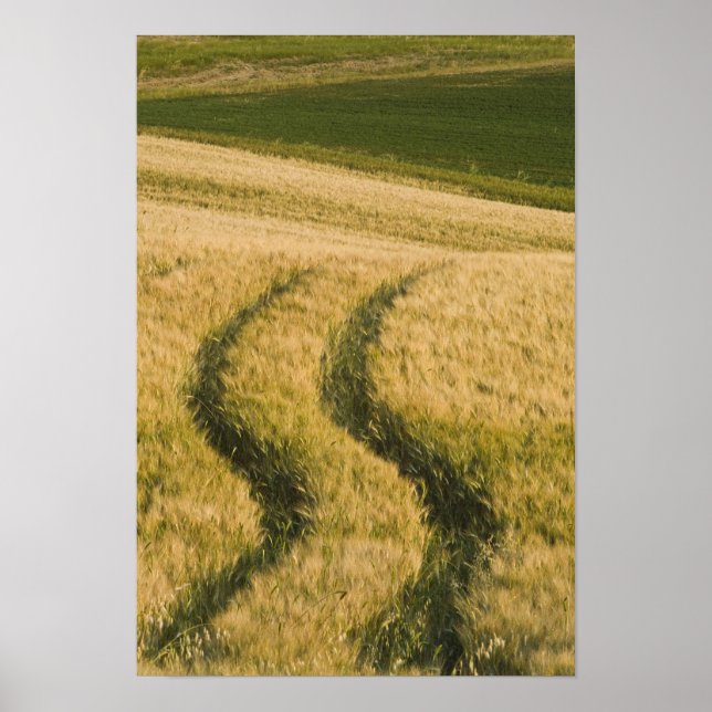Traktors spår genom vete, Tuscany, Italien Poster (Framsidan)