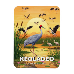 Tran i Keoladeo National Park Indien Resa Magnet