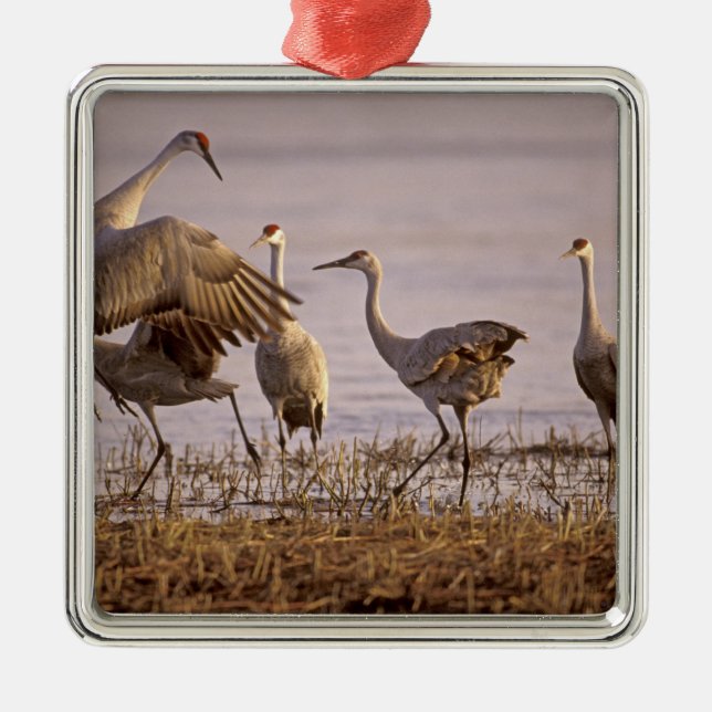 Tranan (Grus canadensis) Platte Julgransprydnad Metall (Framsidan)