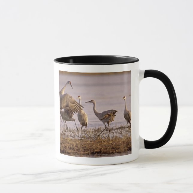 Tranan Grus canadensis) Platte Mugg (Höger)