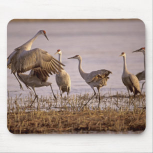 Tranan Grus canadensis) Platte Musmatta