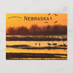 Tranan på Platte River Centrala Nebraska Vykort