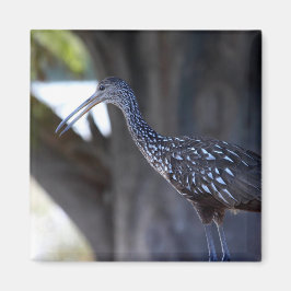 Tranande fågel, Limpkin Magnet