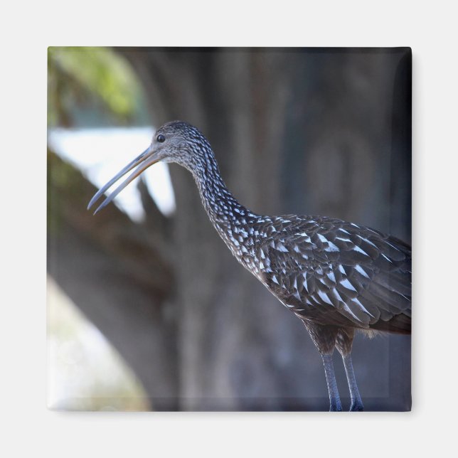 Tranande fågel, Limpkin Magnet (Framsidan)