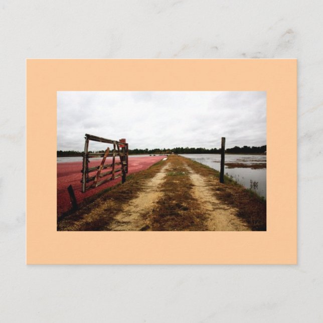 tranbär vykort (Framsida)