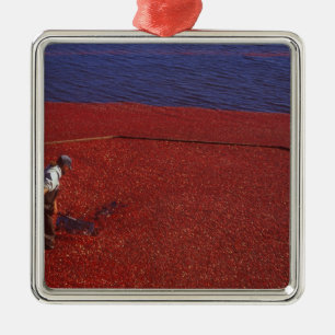 Tranbärsskörden, Middleboro, MA, USA Julgransprydnad Metall